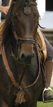 butteri