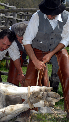 Accustom furrow painful Butteri d'Alta Maremma, Toscana, Italia. Lavoro con il bestiame