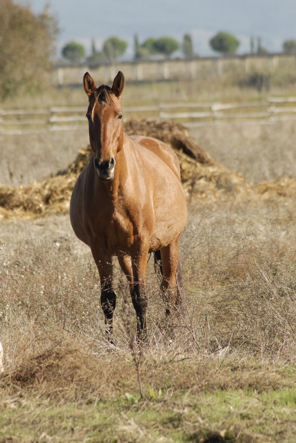M. Malvagia (2000) fattrice d'elite da Vagante della Leja e Zara VIII