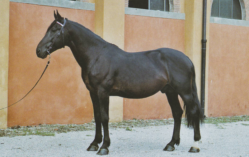 Chitaco della Nave (1993) da Silvio II e Itaca della Nave - Linea Aiace