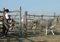 butteri