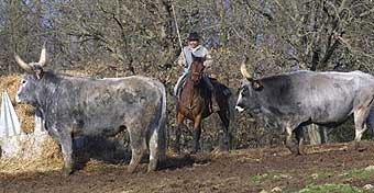 cattle work