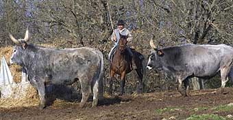 die Aufzucht der Tiere