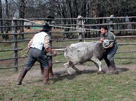 cattle work