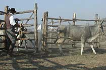 cattle work