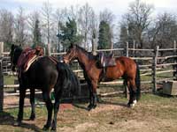Maremmani horses