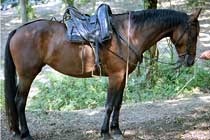 Tuscany maremma horse