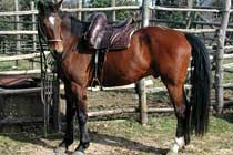 cavallo maremmano