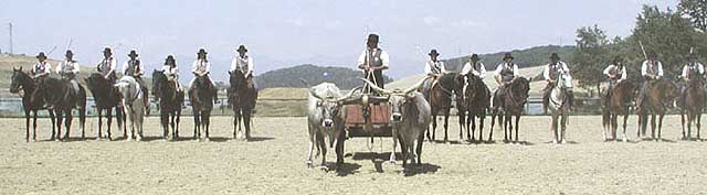equestrian show