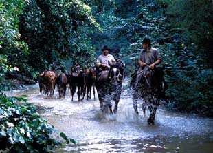 transhumance