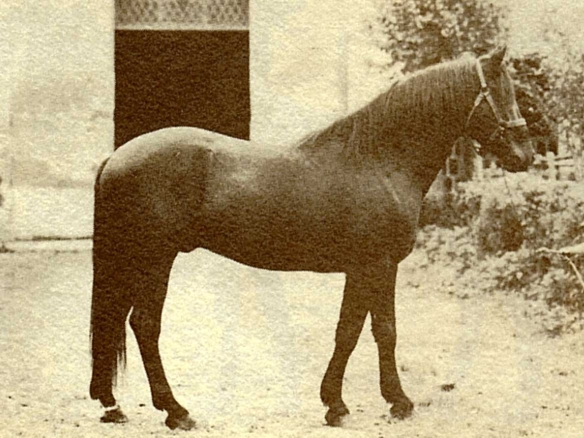 Ribò